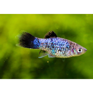 Пецилия калико голубая (Xiphophorus maculatus) — селекционная форма живородящей рыбки из семейства пецилиевых. Отличается яркой окраской с сочетанием голубого, чёрного и иногда красного цветов, а также характерным металлическим блеском.