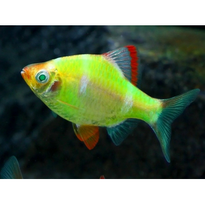 Барбус глофиш (GloFish) — генетически модифицированная форма суматранского барбуса (Puntius tetrazona), обладающая яркой флуоресцентной окраской. Эти рыбки светятся при искусственном или естественном освещении, особенно под лампами синего или ультрафиолетового спектра.
