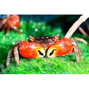 Neosarmatium smithi (Red Spider Crab) — полусухопутный краб из семейства Sesarmidae, известный своей яркой окраской и характерной формой тела.