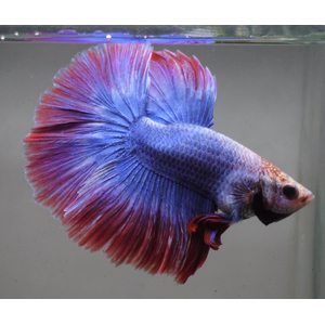 Петушок супердельта (Betta splendens Super Delta) — селекционная форма сиамского петушка, отличающаяся особым строением хвостового плавника и яркой окраской.