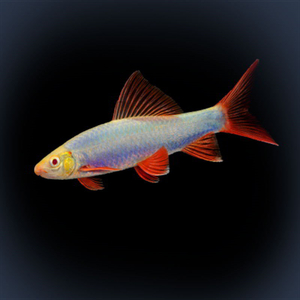 Лабео GLO синий (Labeo frenatus GloFish, также встречается название Epalzeorhynchos frenatus var. Blue) — генетически модифицированная аквариумная рыбка семейства карповых. Её отличительная особенность — яркая флуоресцентная окраска, которая сохраняется всю жизнь и становится ярче по мере взросления.