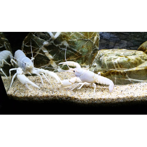 Флоридский белый рак (Procambarus clarkii) — аквариумная разновидность раков, известная своей белоснежной окраской и мощными клешнями.