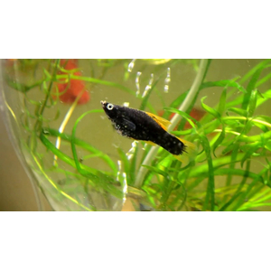 Меченосец чёрный (Xiphophorus hellerii var Black) — селекционная форма меченосца Геллера (зелёного). В природе не встречается.