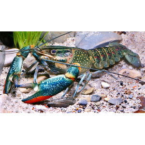 Австралийский красноклешневый рак (Cherax quadricarinatus) — пресноводное ракообразное из отряда десятиногих раков. Также известен как «рак Красный коготь».