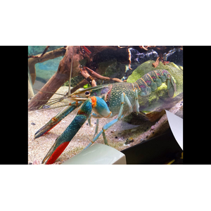Австралийский красноклешневый рак (Cherax quadricarinatus) — пресноводное ракообразное из отряда десятиногих раков. Также известен как «рак Красный коготь».