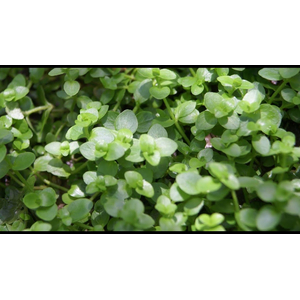 Bacopa australis (бакопа австралийская)

Отличительные особенности

Склонность стебля стелиться вдоль грунта. Это позволяет формировать пышные заросли или плотный зелёный ковёр.
Изменение окраски листьев. При ярком освещении листья могут приобретать розоватый или красноватый оттенок.
Хрупкость стеблей. Требует аккуратного обращения при пересадке и транспортировке.
Цветение. В благоприятных условиях на поверхности воды могут появляться белые четырёхлистные цветки.