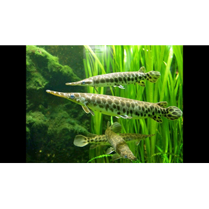 ПАНЦИРНАЯ ЩУКА ФЛОРИДСКАЯ -  (Lepisosteus platyrhincus)

Отличительная особенность породы

Главная особенность — прочная ганоидная чешуя, которая покрывает всё тело и напоминает броню. Она очень твёрдая, и в прошлом индейцы использовали её для изготовления наконечников стрел.
Ещё одна характерная черта — широкая морда и нижняя челюсть. При этом под нижней челюстью, в отличие от некоторых других видов панцирников, чешуя отсутствует.
