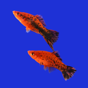 Меченосец тигровый (Xiphophorus hellerii var.) — селекционная форма меченосца Геллера (зелёного) и его ближайшего родственника — пецилии. Отличается характерным «тигровым» рисунком — хаотичным нагромождением тёмных пятен на теле, которые могут располагаться и на плавниках.
