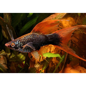 Чёрный вильчатый меченосец (Xiphophorus hellerii var Black, или Xiphophorus hellerii «Black Lyretail») — селекционная форма меченосца Геллера, отличающаяся глубоким чёрным окрасом и необычным хвостовым плавником с 1–3 удлинёнными лучами («мечами»), напоминающими вилку.