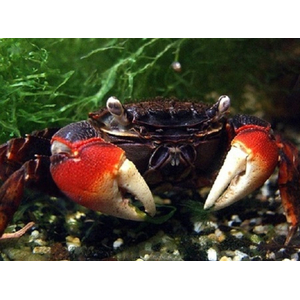 Neosarmatium smithi (Red Spider Crab) — полусухопутный краб из семейства Sesarmidae, известный своей яркой окраской и характерной формой тела.