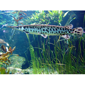 ПАНЦИРНАЯ ЩУКА ФЛОРИДСКАЯ -  (Lepisosteus platyrhincus)

Отличительная особенность породы

Главная особенность — прочная ганоидная чешуя, которая покрывает всё тело и напоминает броню. Она очень твёрдая, и в прошлом индейцы использовали её для изготовления наконечников стрел.
Ещё одна характерная черта — широкая морда и нижняя челюсть. При этом под нижней челюстью, в отличие от некоторых других видов панцирников, чешуя отсутствует.