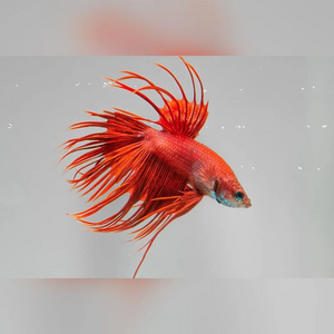 Петушок коронохвостый (Betta Crowntail) — селекционная форма лабиринтовой рыбки петушка. Отличается уникальной формой хвостового плавника, который при переворачивании рыбки вниз головой напоминает зубцы короны.