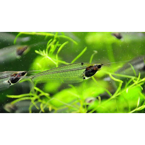 Kryptopterus bicirrhis (двуусый индийский стеклянный сомик, сом-призрак) — пресноводная лучепёрая рыба из семейства сомовых, обитающая в Юго-Восточной Азии.