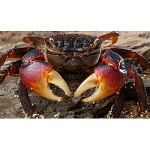 Neosarmatium smithi (Red Spider Crab) — полусухопутный краб из семейства Sesarmidae, известный своей яркой окраской и характерной формой тела.