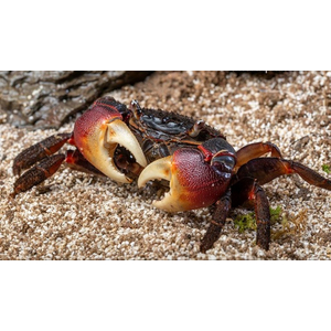 Neosarmatium smithi (Red Spider Crab) — полусухопутный краб из семейства Sesarmidae, известный своей яркой окраской и характерной формой тела.