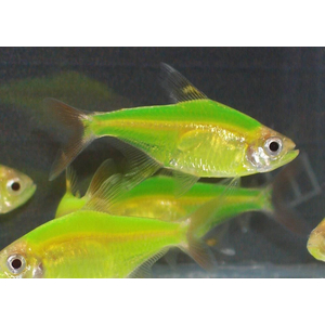 Пристелла Гло (Pristella maxillaris GloFish) — генетически модифицированная версия обычной пристеллы, созданная путём внедрения генов флуоресцентных белков от кораллов и медуз. Окраска GloFish может быть разной, в том числе зелёной (Electric Green). На спинном плавнике характерные чёрно-жёлто-белые полосы.