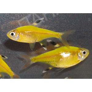 Тетра Пристелла Гло Жёлтая (Pristella maxillaris GloFish) — генетически модифицированная версия обычной пристеллы, известная своей яркой флуоресцентной окраской.