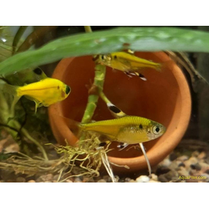 Тетра Пристелла Гло Жёлтая (Pristella maxillaris GloFish) — генетически модифицированная версия обычной пристеллы, известная своей яркой флуоресцентной окраской.