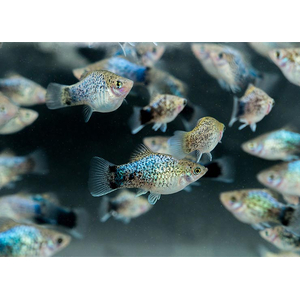 Пецилия калико голубая (Xiphophorus maculatus) — селекционная форма живородящей рыбки из семейства пецилиевых. Отличается яркой окраской с сочетанием голубого, чёрного и иногда красного цветов, а также характерным металлическим блеском.