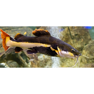 Phractocephalus hemioliopterus — краснохвостый сом (также известен как фрактоцефалус, сом-плоскоголовик, пирарара, речной монстр). Это единственный сохранившийся представитель рода Phractocephalus.