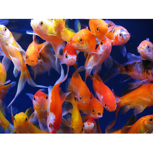 Комета ассорти — селекционная форма золотой рыбки (Carassius auratus), отличающаяся вытянутой торпедообразной формой тела и характерным хвостовым плавником с лентовидными лопастями. За необычно развитый хвост порода и получила своё название.