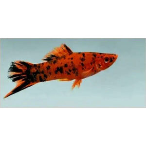 Меченосец тигровый (Xiphophorus hellerii var.) — селекционная форма меченосца Геллера (зелёного) и его ближайшего родственника — пецилии. Отличается характерным «тигровым» рисунком — хаотичным нагромождением тёмных пятен на теле, которые могут располагаться и на плавниках.