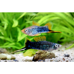 Меченосец чёрный (Xiphophorus hellerii var Black) — селекционная форма меченосца Геллера (зелёного). В природе не встречается.