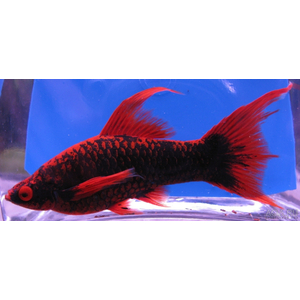 Чёрный вильчатый меченосец (Xiphophorus hellerii var Black, или Xiphophorus hellerii «Black Lyretail») — селекционная форма меченосца Геллера, отличающаяся глубоким чёрным окрасом и необычным хвостовым плавником с 1–3 удлинёнными лучами («мечами»), напоминающими вилку.