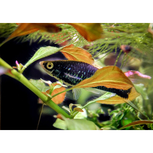 Меченосец чёрный (Xiphophorus hellerii var Black) — селекционная форма меченосца Геллера (зелёного). В природе не встречается.