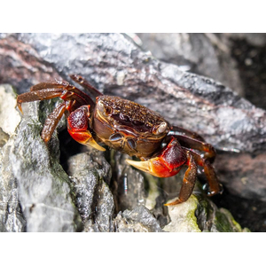 Neosarmatium smithi (Red Spider Crab) — полусухопутный краб из семейства Sesarmidae, известный своей яркой окраской и характерной формой тела.