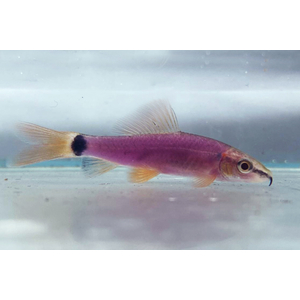 Лабео «GLO Fish» фиолетовый (Labeo frenatus) — селекционная форма аквариумной рыбки из семейства карповых с флуоресцентной окраской. Получен путём искусственного внедрения в ДНК рыбок гена медуз и кораллов, производящего флуоресцентный белок, который придаёт рыбе яркие цвета.