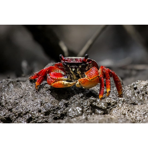 Neosarmatium smithi (Red Spider Crab) — полусухопутный краб из семейства Sesarmidae, известный своей яркой окраской и характерной формой тела.