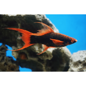 Чёрный вильчатый меченосец (Xiphophorus hellerii var Black, или Xiphophorus hellerii «Black Lyretail») — селекционная форма меченосца Геллера, отличающаяся глубоким чёрным окрасом и необычным хвостовым плавником с 1–3 удлинёнными лучами («мечами»), напоминающими вилку.