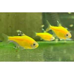 Тетра Пристелла Гло Жёлтая (Pristella maxillaris GloFish) — генетически модифицированная версия обычной пристеллы, известная своей яркой флуоресцентной окраской.