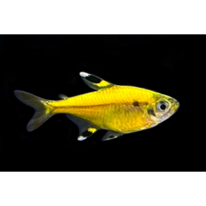 Тетра Пристелла Гло Жёлтая (Pristella maxillaris GloFish) — генетически модифицированная версия обычной пристеллы, известная своей яркой флуоресцентной окраской.