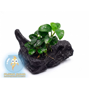 Растение на коряге АНУБИАС НАНА ПЕТИТ ( коряга 10--15 см )