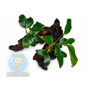 Растение на коряге АНУБИАС НАНА КОРОТКИЙ ЛИСТ (коряга 12-15см)