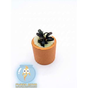 БУЦЕФАЛАНДРА КРАСНАЯ МИНИ - Bucephalandra red mini