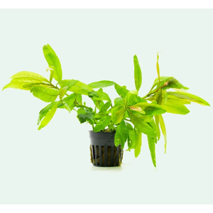 СТАУРОГИН БИХАР - Staurogyne sp. Bihar