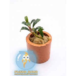 БУЦЕФАЛАНДРА БОЯН мини узколистная - Bucephalandra boyan mini narrow