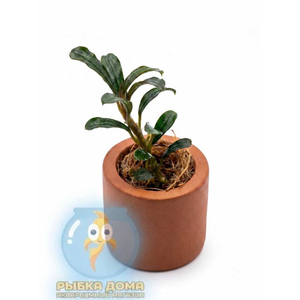 БУЦЕФАЛАНДРА ГРАППА КРАСНАЯ МИНИ - Bucephalandra 'Grappa Red Mini'