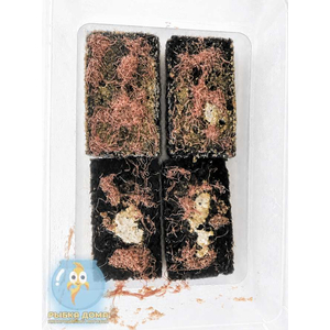 ТРУБОЧНИК ЖИВОЙ, ГОТОВАЯ КУЛЬТУРА, губка 6*10см