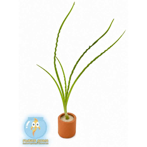 КРИНУМ ВОДНЫЙ - Crinum aquatica