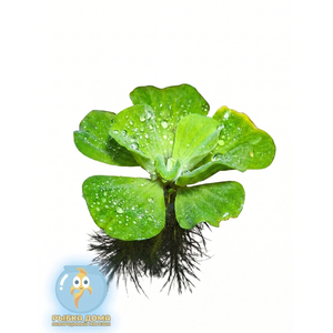 ПИСТИЯ 6-10см - Pistia stratiotes