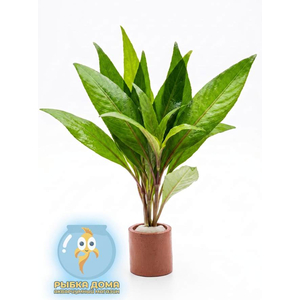 ГИГРОФИЛА КОРИМБОЗА ЛИМОННИК - Hygrophila corymbosa