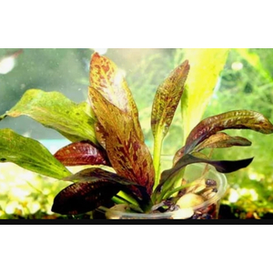 ЭХИНОДОРУС ОЦЕЛОТ КРАСНЫЙ - Echinodorus ozelot Red