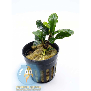 БУЦЕФАЛАНДРА ЗЕЛЕНАЯ ВОЛНА - Bucephalandra green wavy