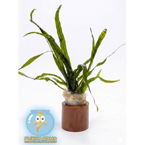 ПАПОРОТНИК УЗКОЛИСТНЫЙ - Microsorum pteropus Narrow Leaf