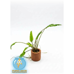 КРИПТОКОРИНА ВЕНДТА ЗЕЛЕНАЯ - Cryptocoryne wendtii "Green"