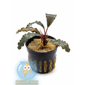 ブセファランドラ　boyan ブセファランドラ boyan ブセファランドラ boyan Bucephalandra Boyan